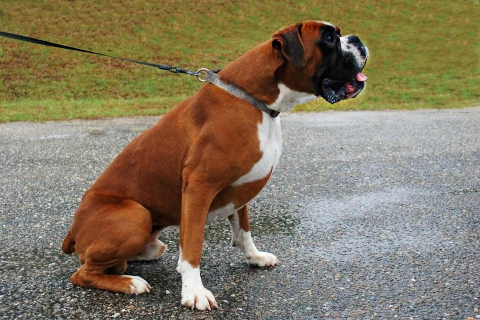 european boxer