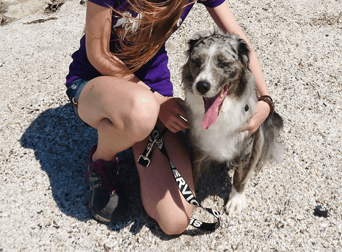 excited dog in nature with his owner