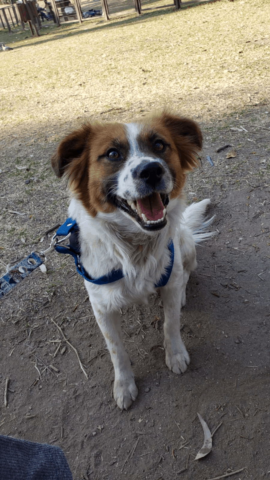 excited dog