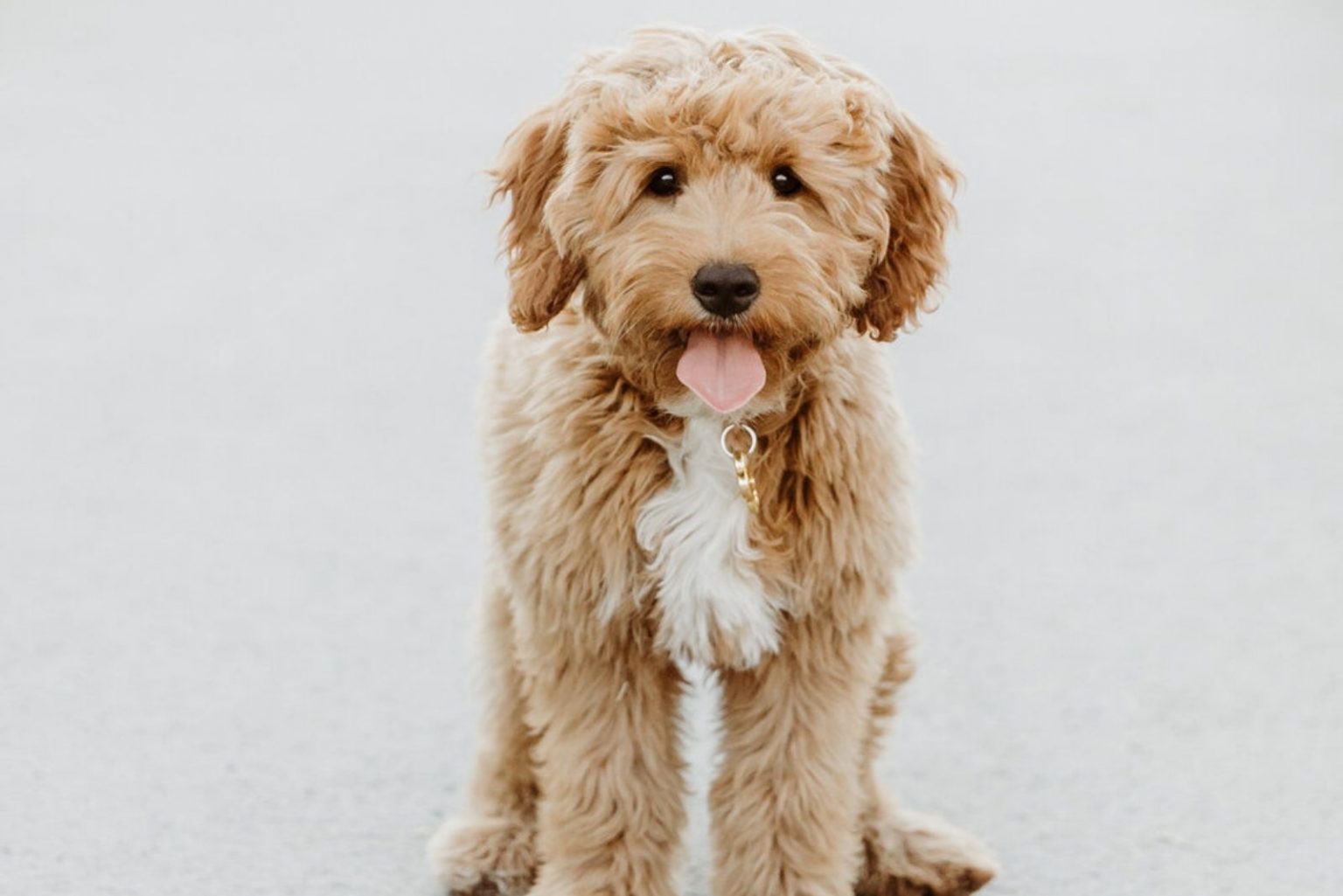 F1 Mini Goldendoodle All About This Adorable Dog