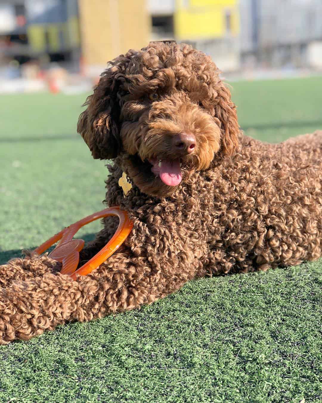 f1b labradoodle laying in park