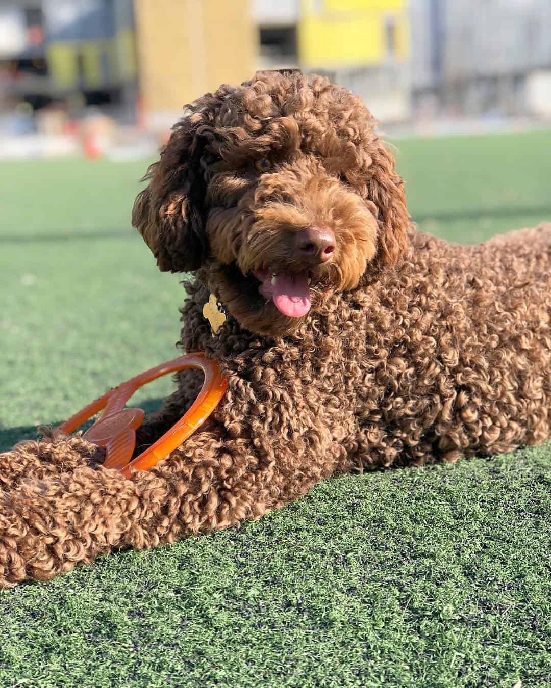 F1B Labradoodle Why This Is The Best Doodle Generation