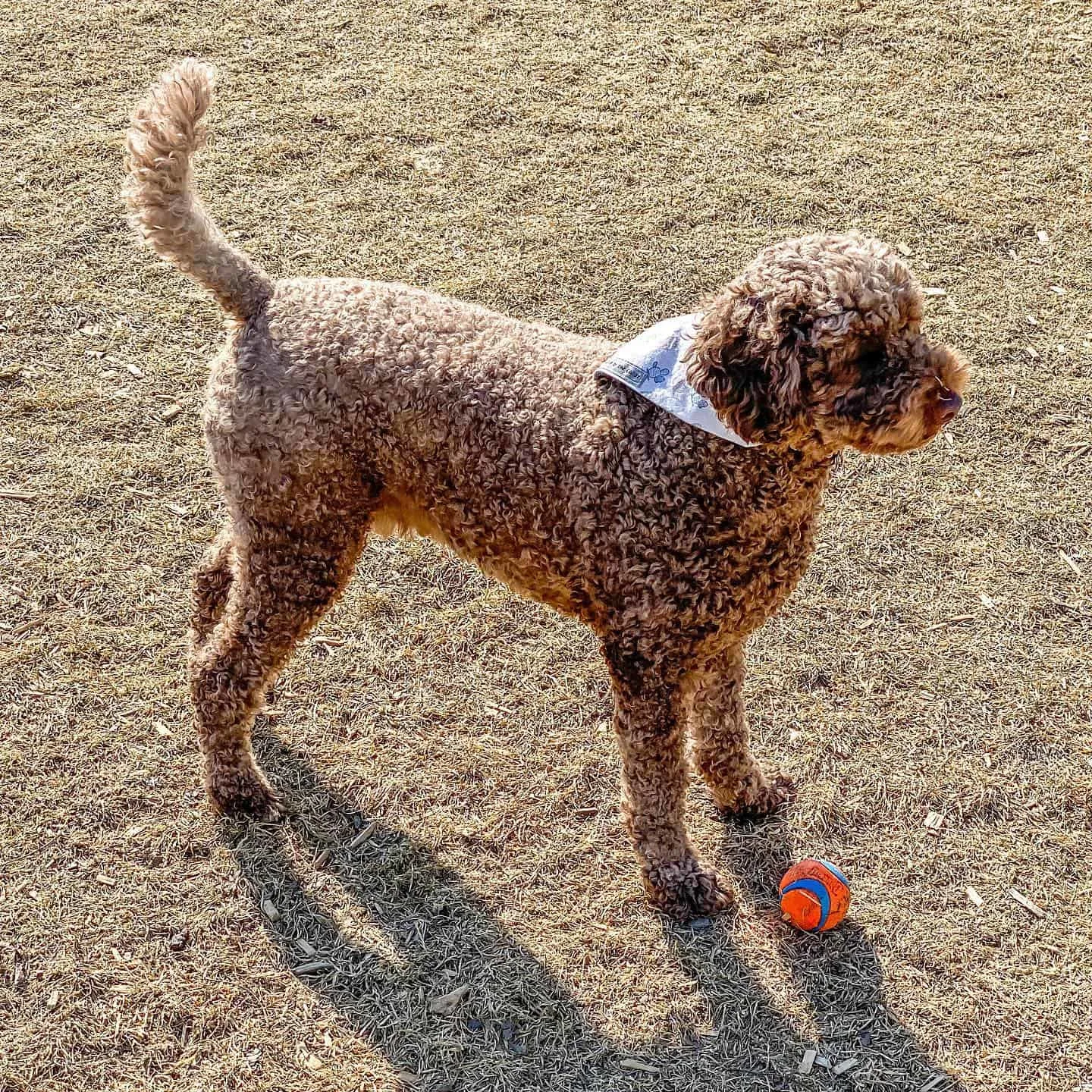 f1b labradoodle playing with ball