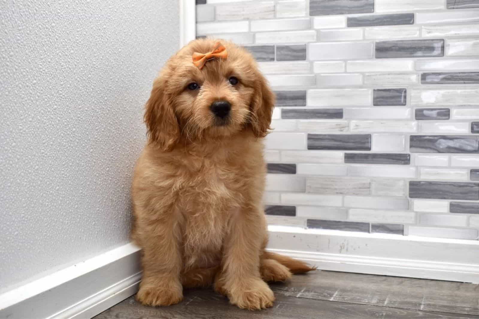 f2 mini goldendoodle