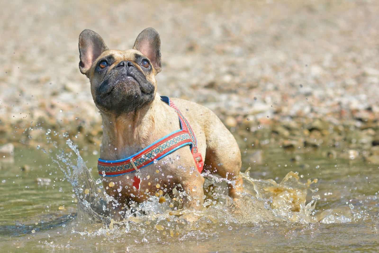 fawn french bulldog playing in the dirty waters outdoors