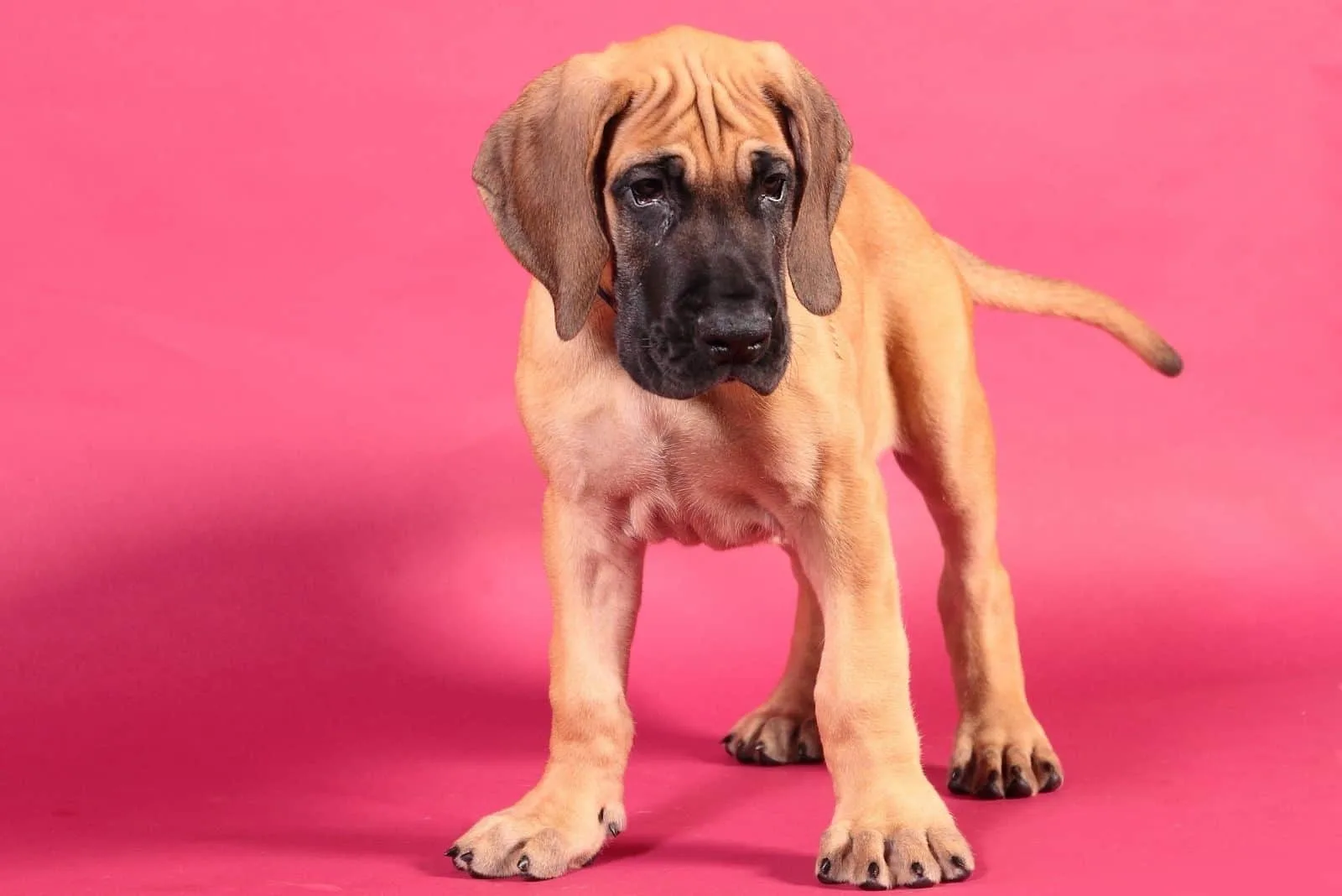 fawn great dane puppy standing in pink room