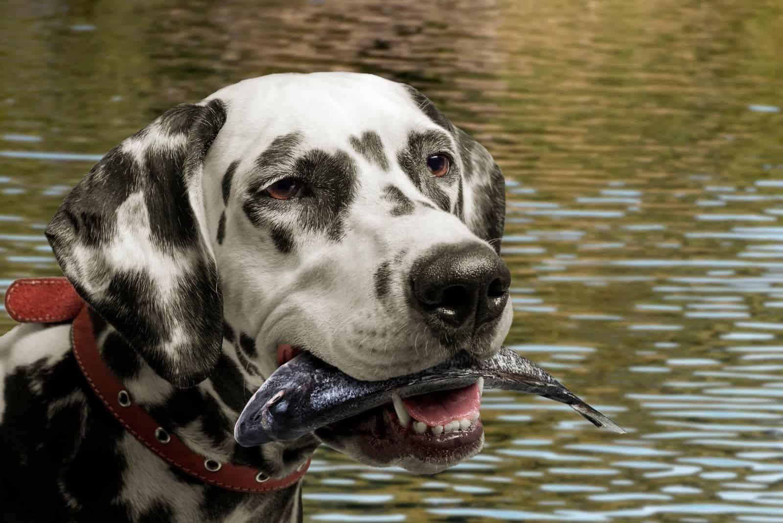 Can Dogs Eat Fish Sticks? What Types Of Fish Are Safe For