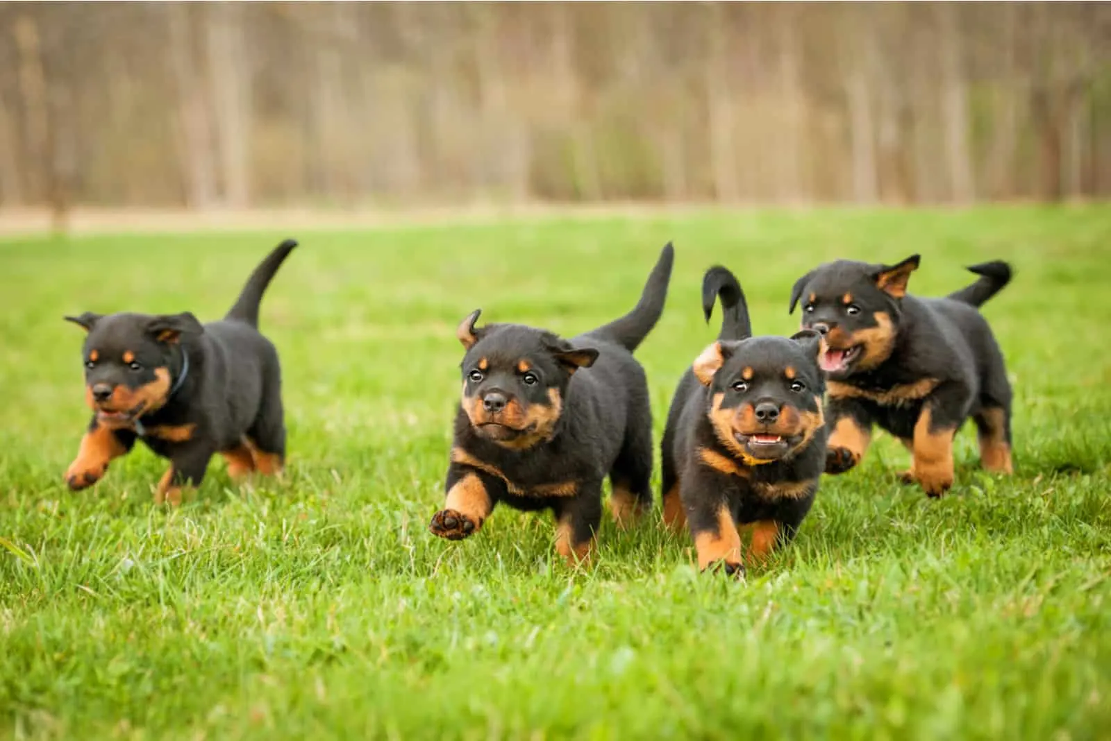 four Rottweiler puppies are playing on the grass
