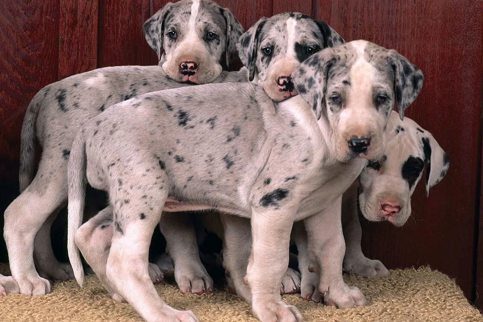 four danoodle puppies