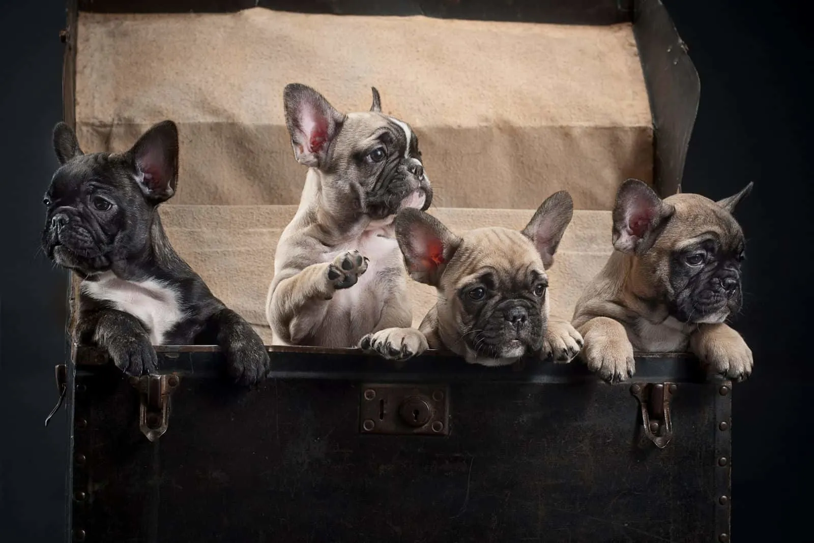 four french bulldogs inside a black box