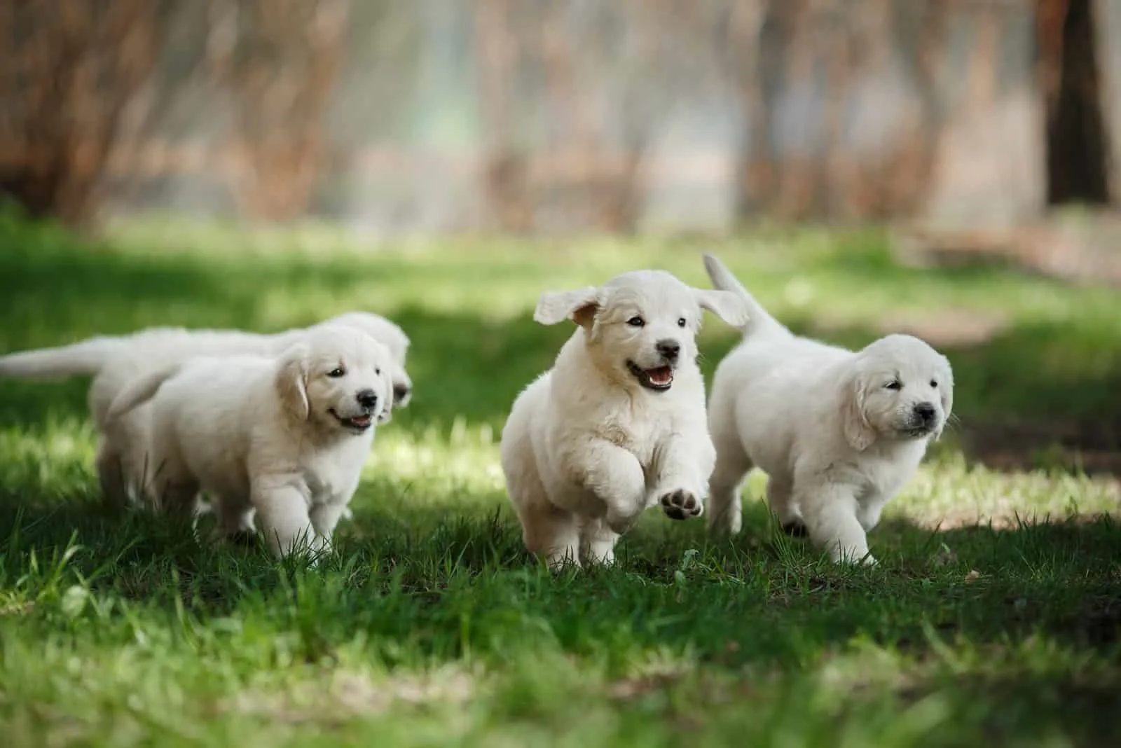 four labrador retriever puppies are playing in the grass
