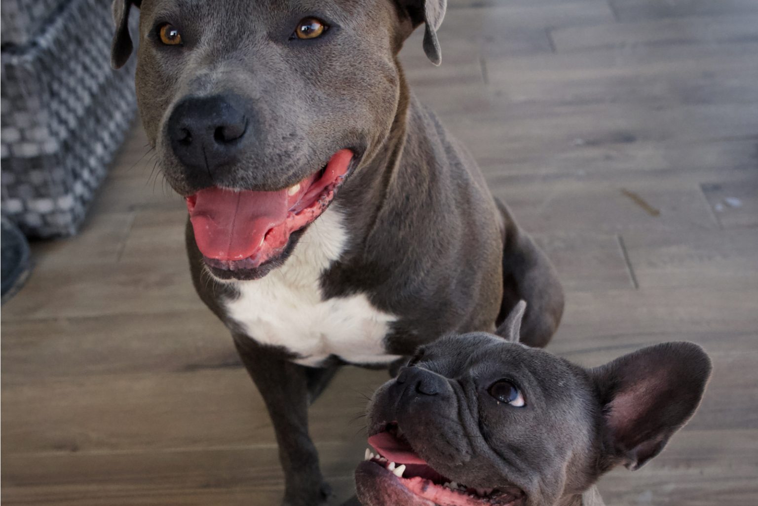 Raising A French Bulldog Pitbull Mix A Guide Worth Reading