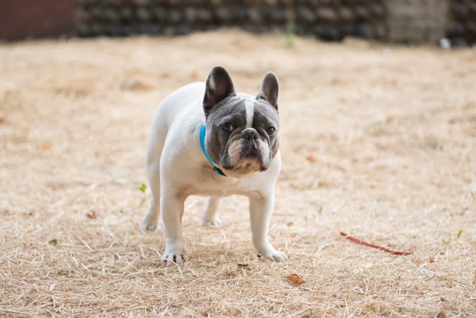 french bulldog dog stood in a woodland floor
