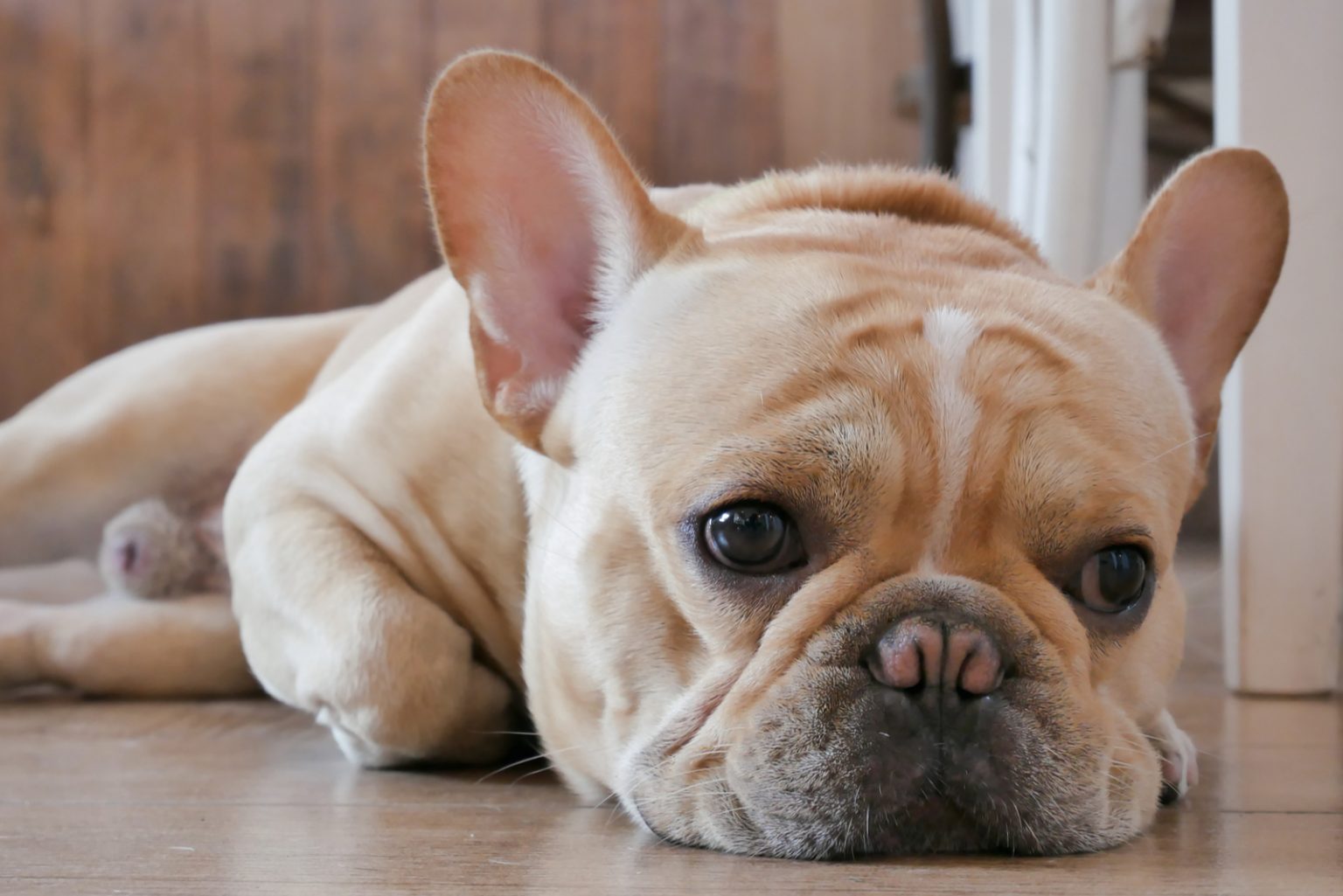 Are French Bulldogs Aggressive? Understanding Frenchie's