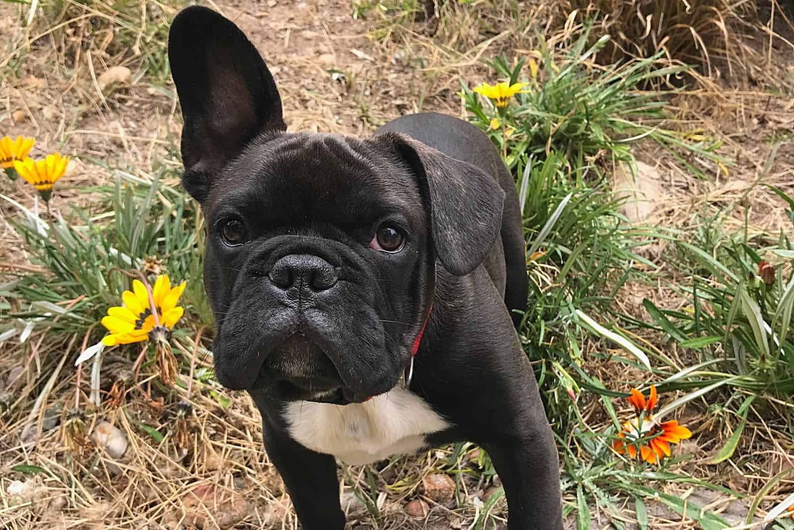 My French Bulldog Has Floppy Ears What Should I Do About It?