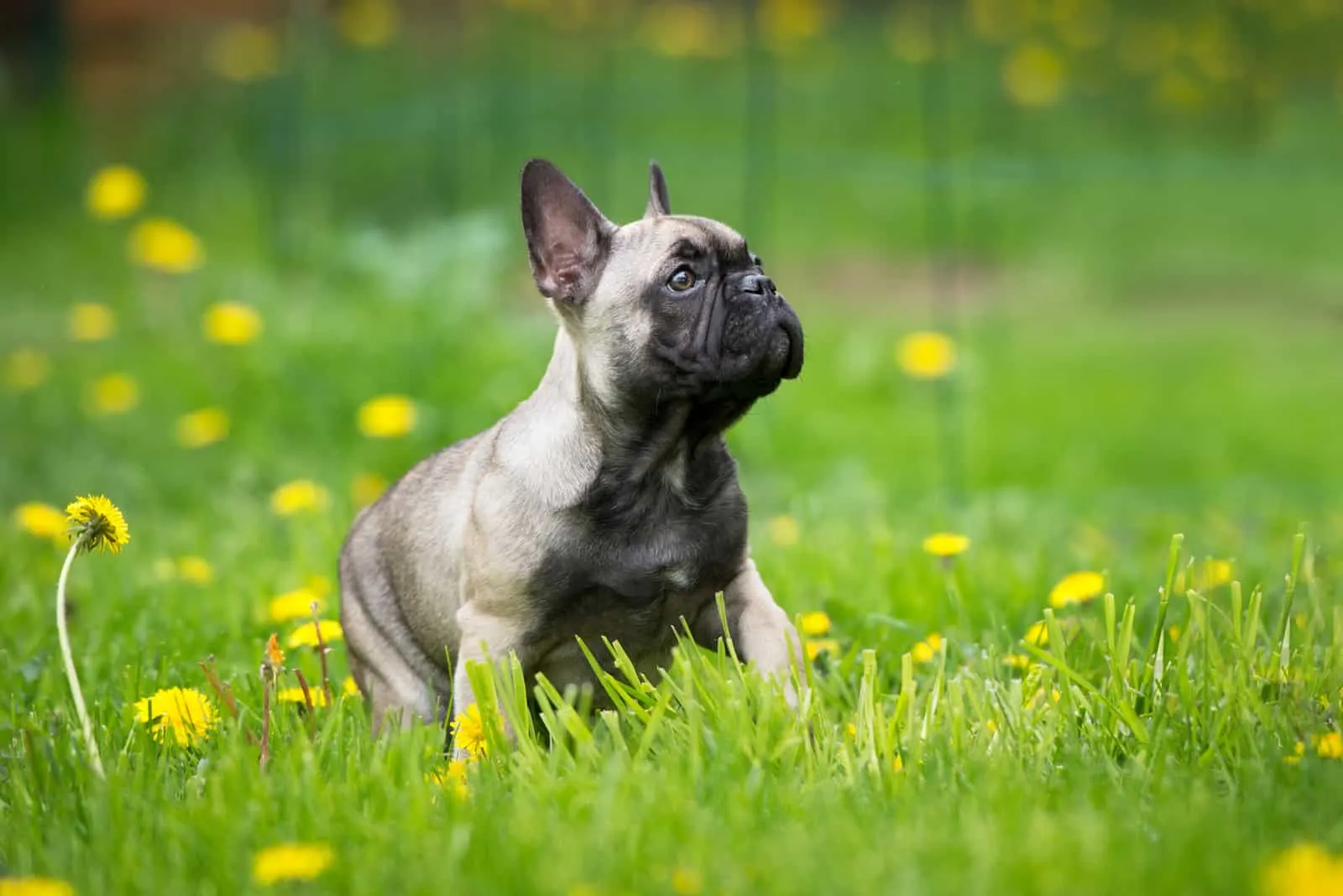 french bulldog puppy sitting in nature