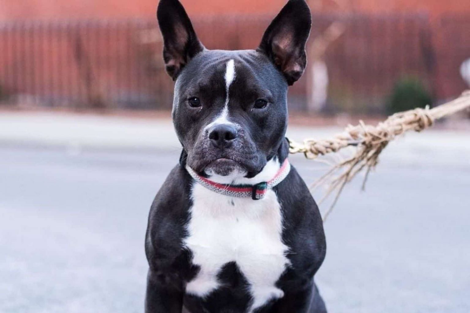 Raising A French Bulldog Pitbull Mix A Guide Worth Reading