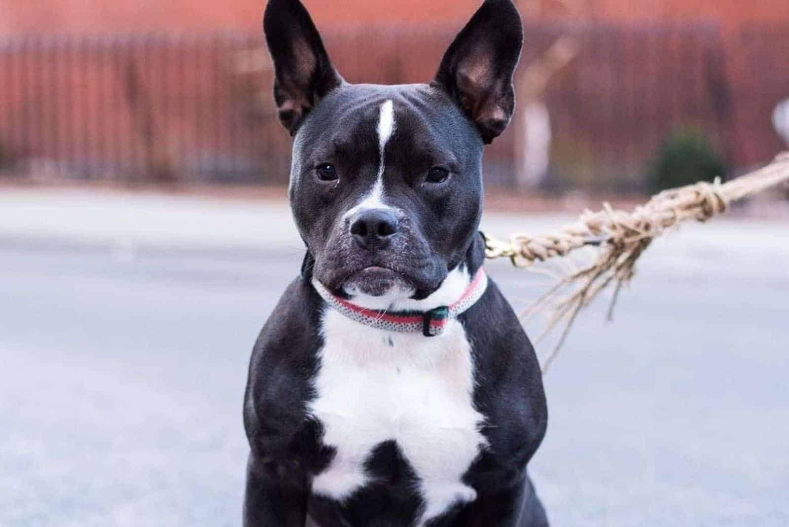 french pitbull