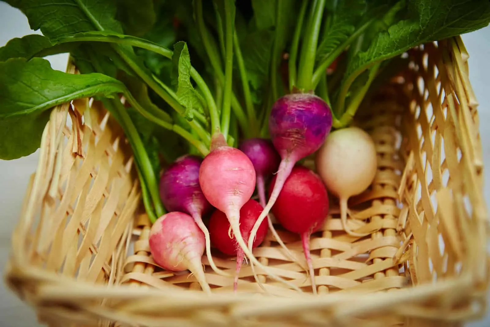 fresh turnips in a basket