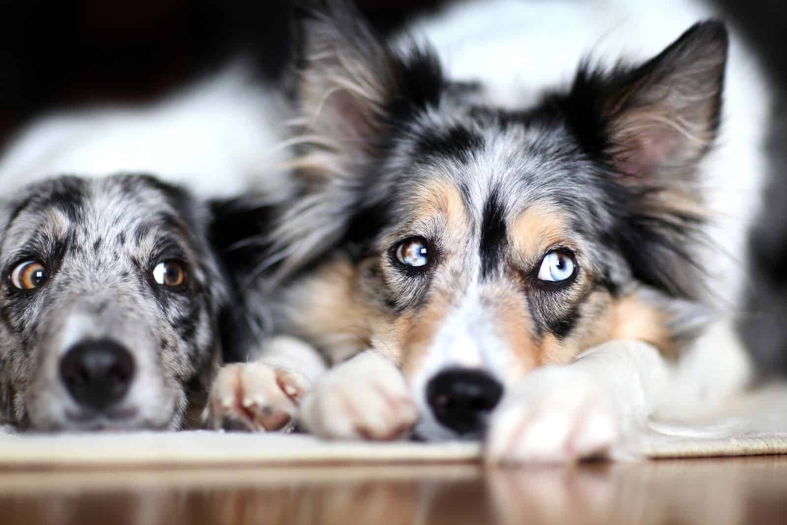 funny border collie eyes in focus image