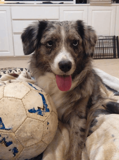 funny dog at home playing with ball