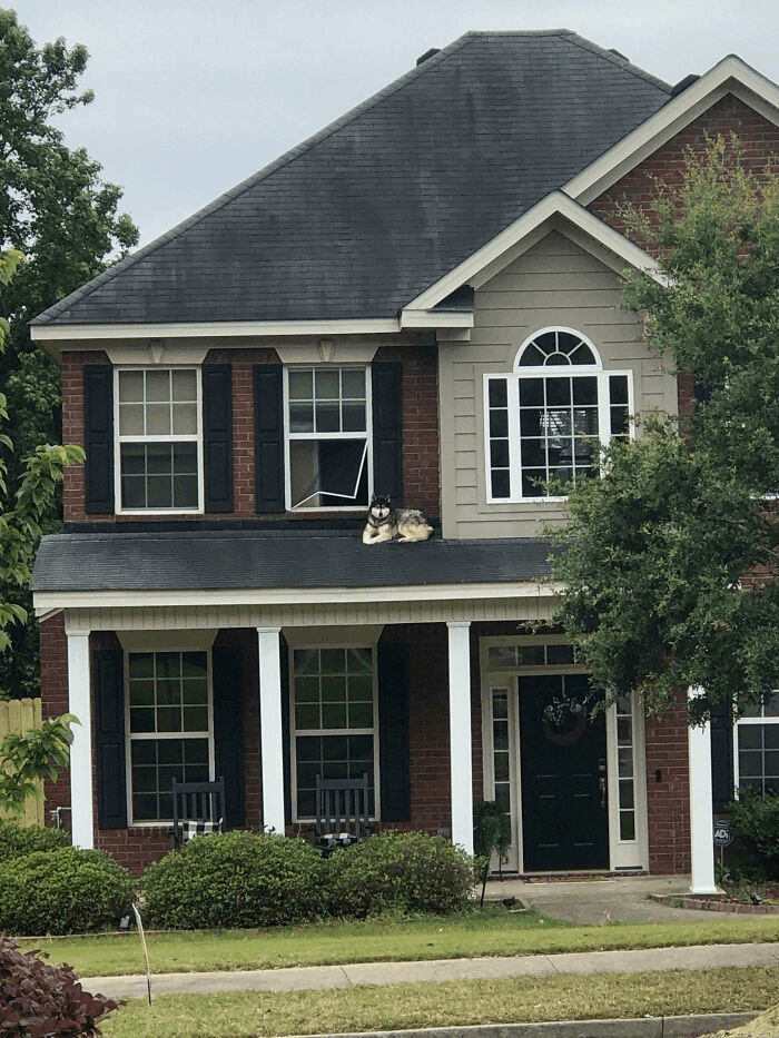 funny dog on roof