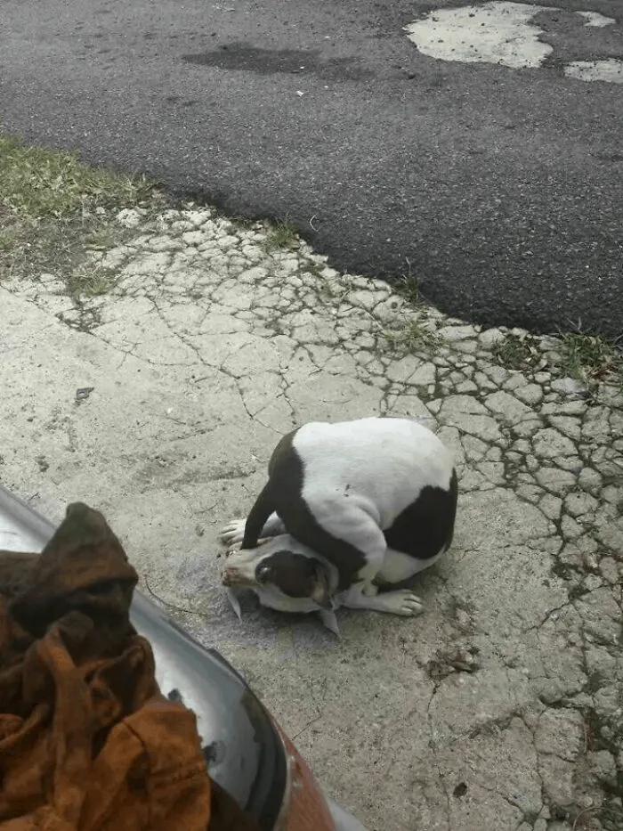 funny dog on the street