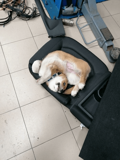 funny dog position