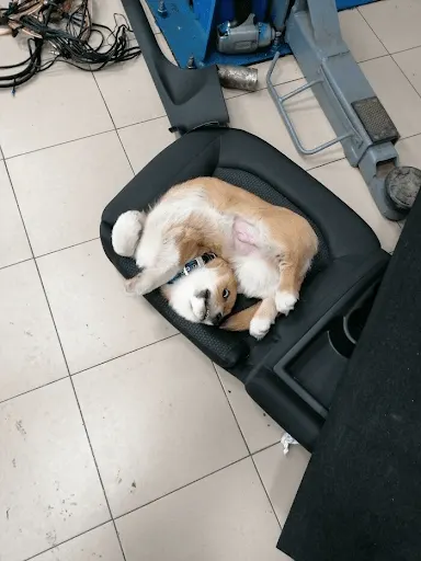 funny dog position