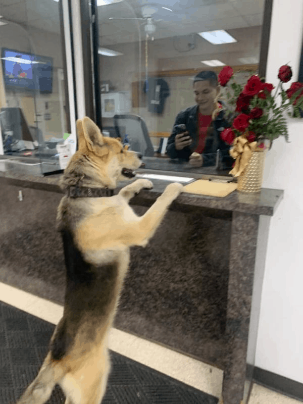 funny dog turns himself in to police