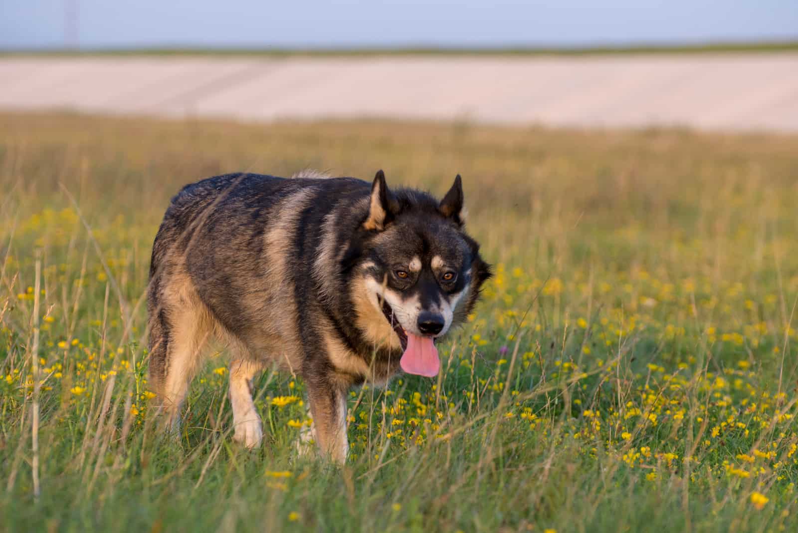 gerberian shepsky