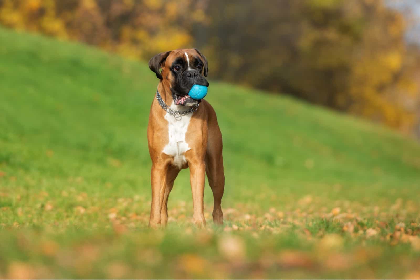 boxer dog standing in nature