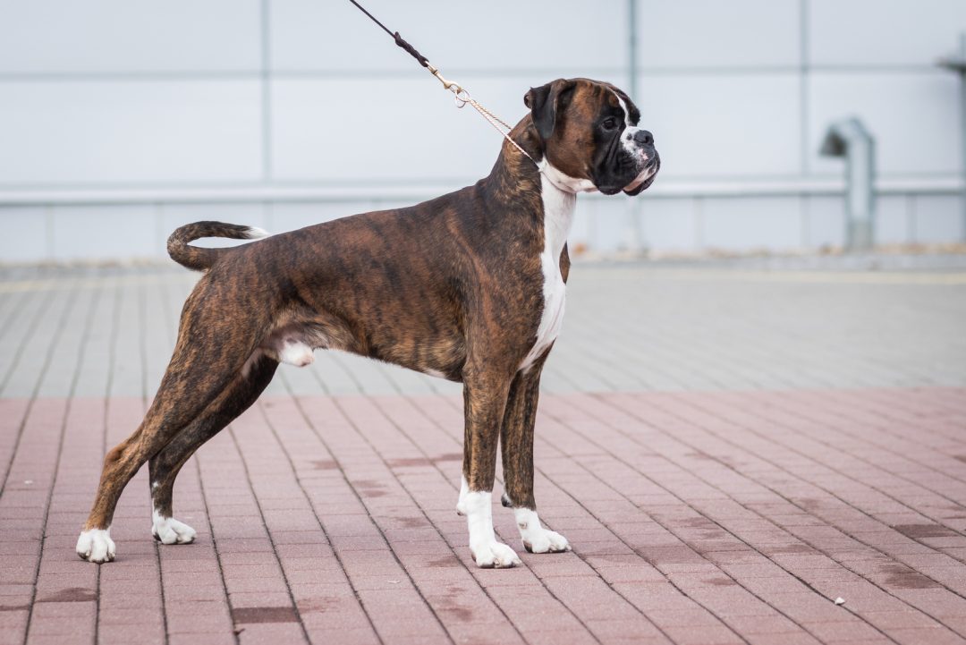 The European Boxer A Guide To These Agile And Graceful Companions