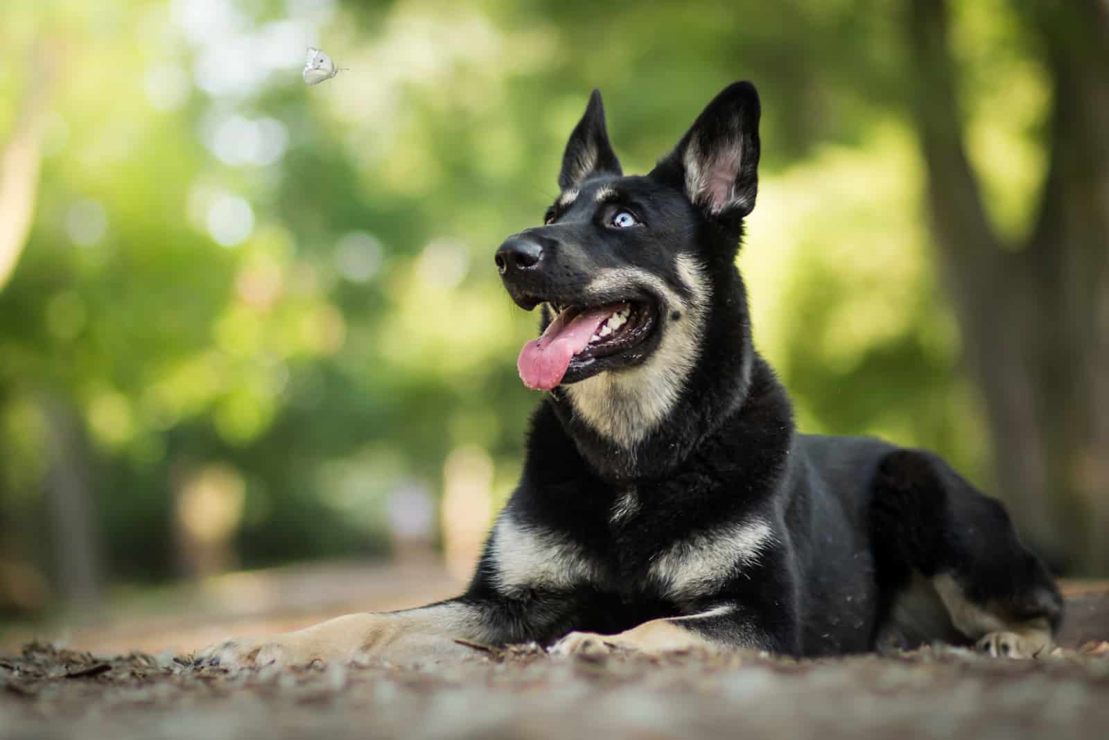 german shepherd husky mix