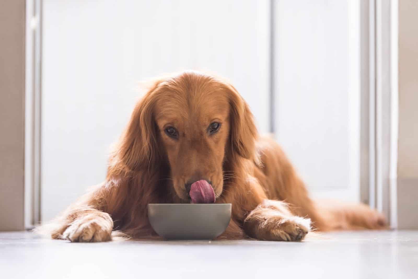 golden retriever dog eating dog food on the bowl