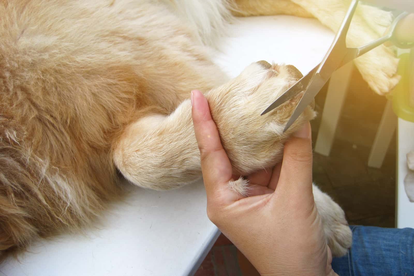golden retriever dog laying and getting hair cut