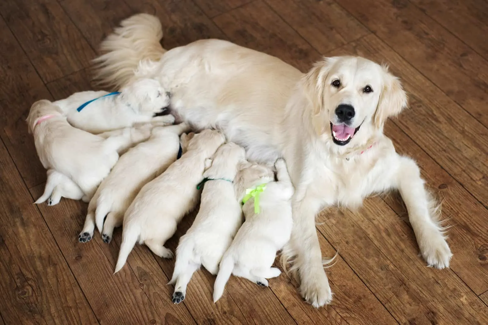 golden retriever female lying with her puppies