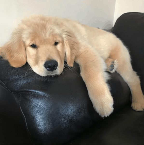 golden retrievers puppy