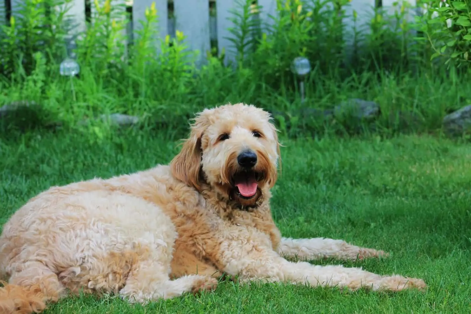 goldendoodle dog outdoors sitting and relaxing looking at the camera