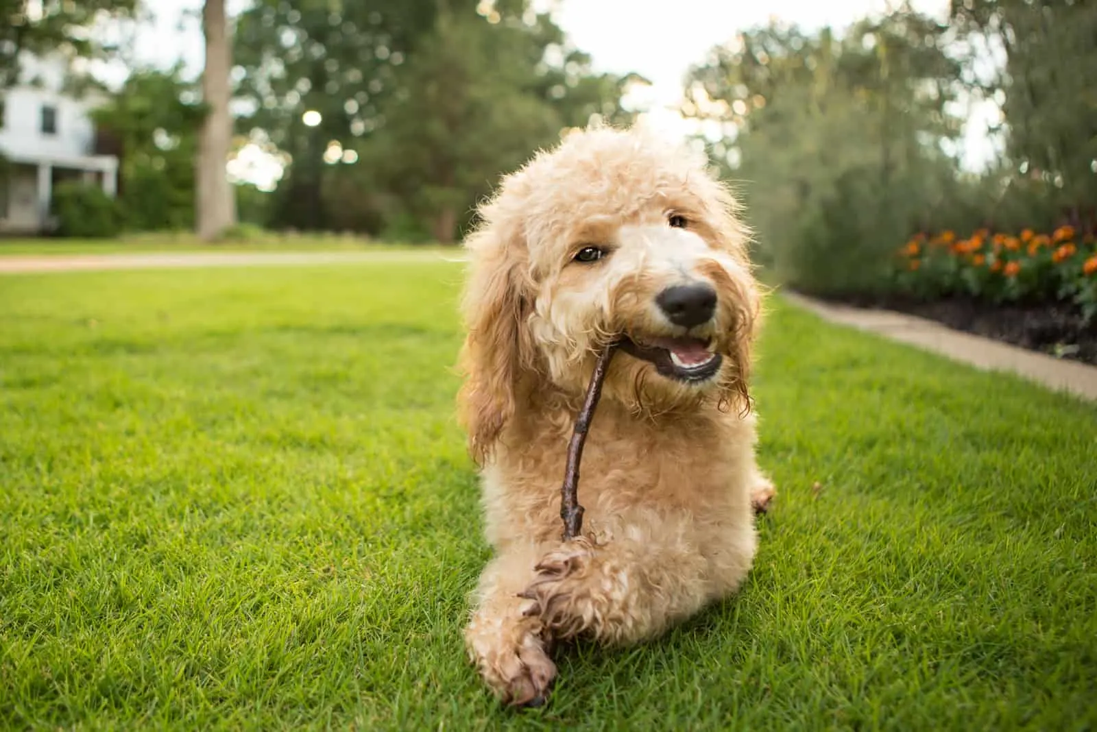 goldendoodle nibbles a twig and lies in the park