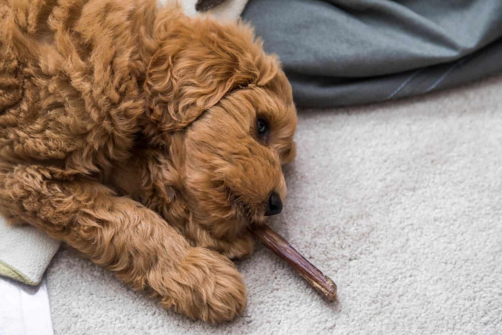 goldendoodle puppy at home lying down at the rug