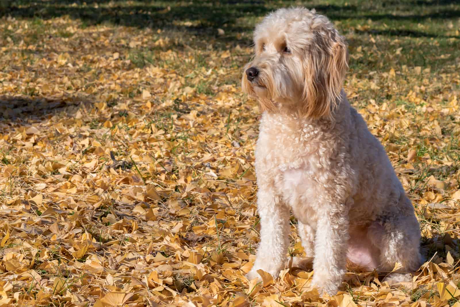 goldendoodle sits on dry leaves