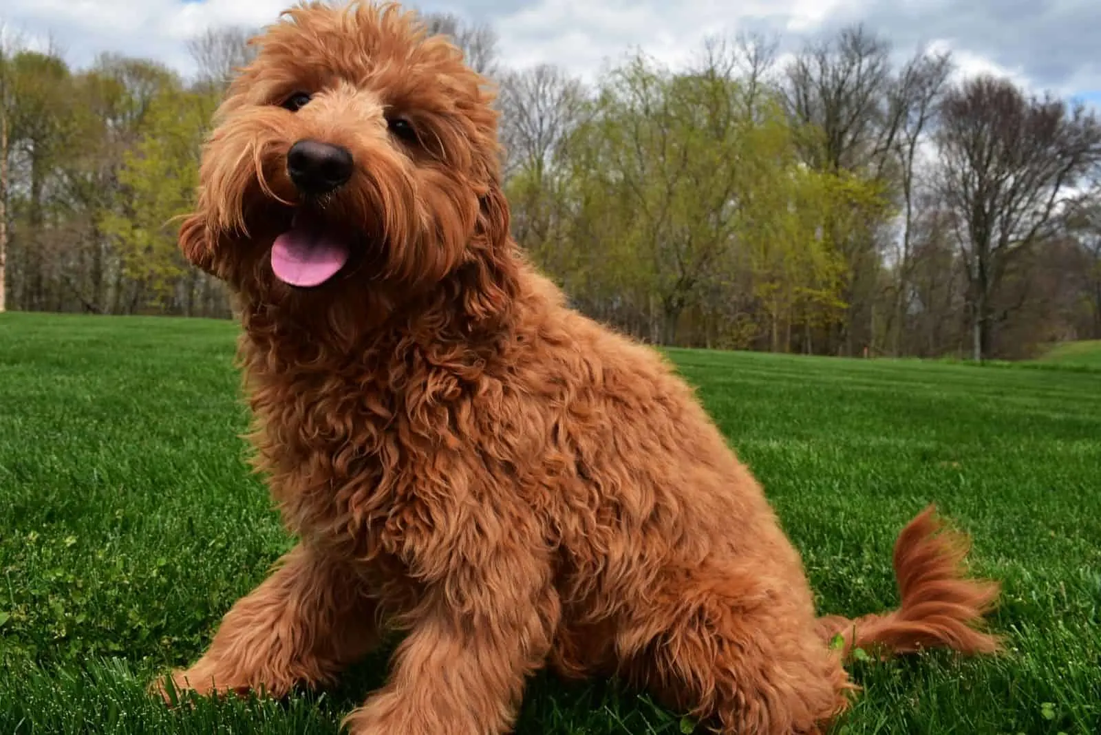 goldendoodle sitting on the grass in the park