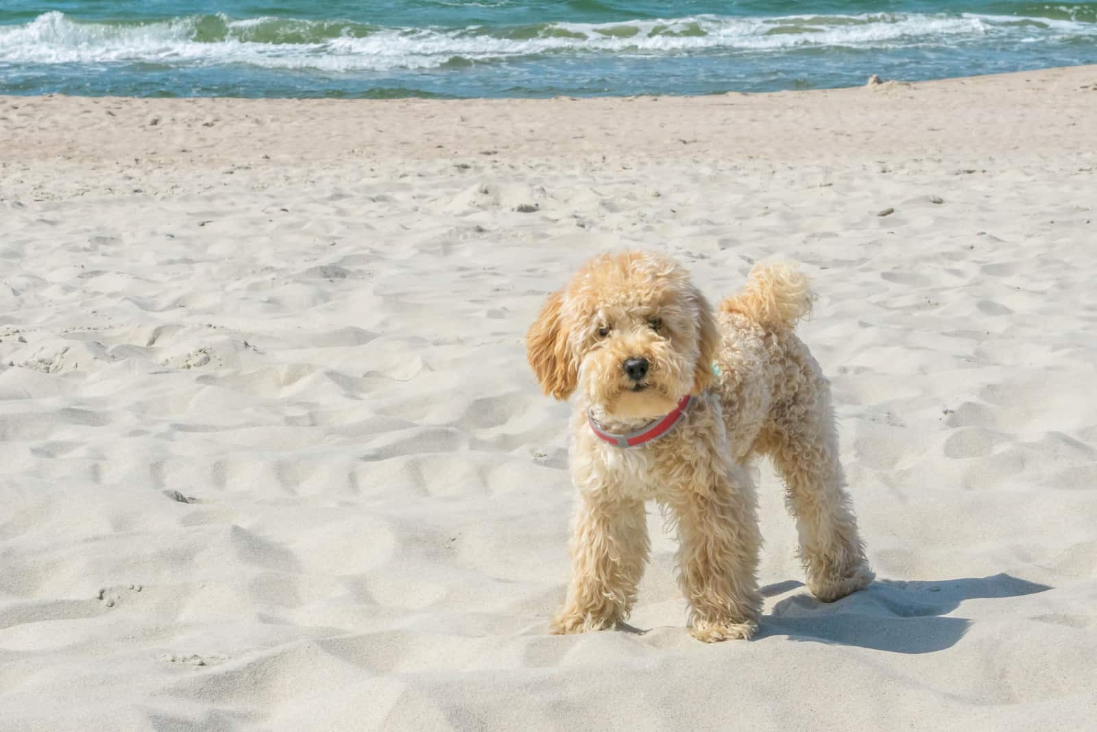goldendoodle stands on a sandy beach