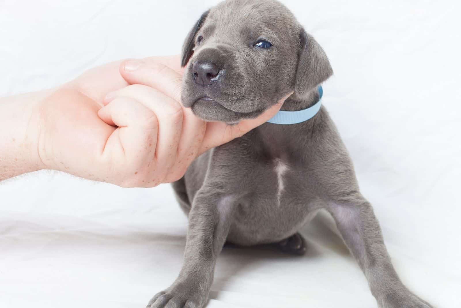 hand supporting the head of a young puppy great dane