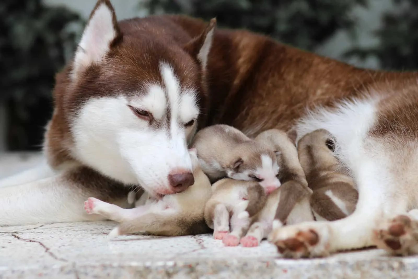husky female with her puppies