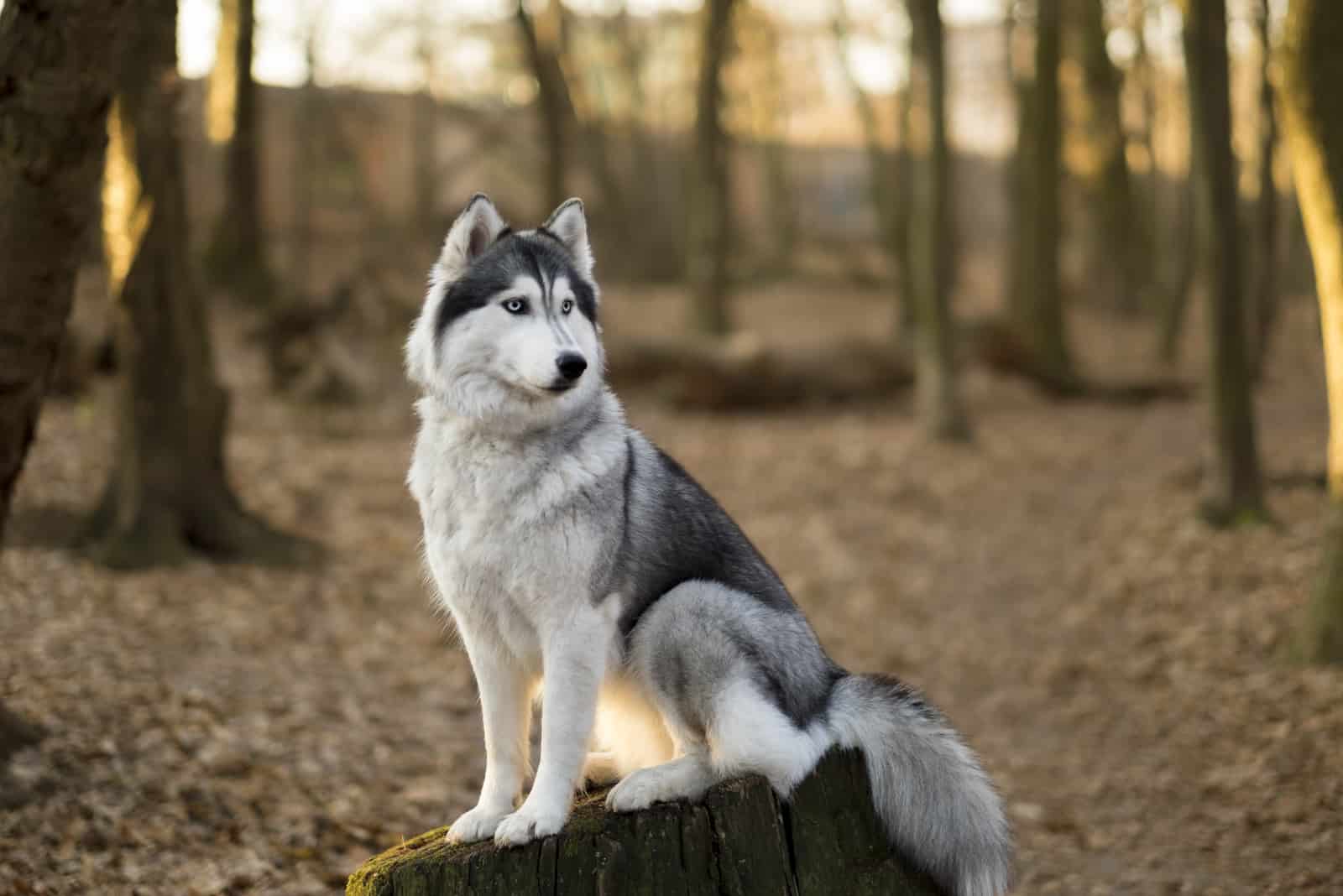 husky is sitting on the tree in spring forest