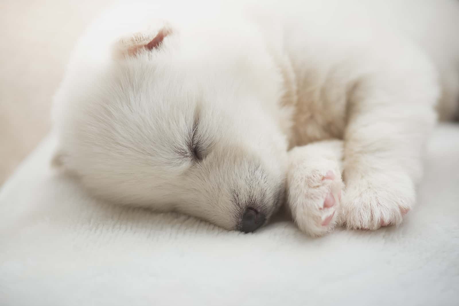 husky puppy sleeping on white bed