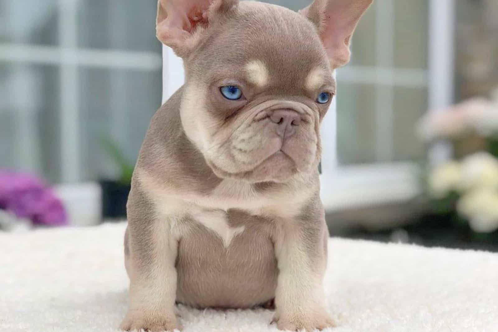 french bulldog rare colors price