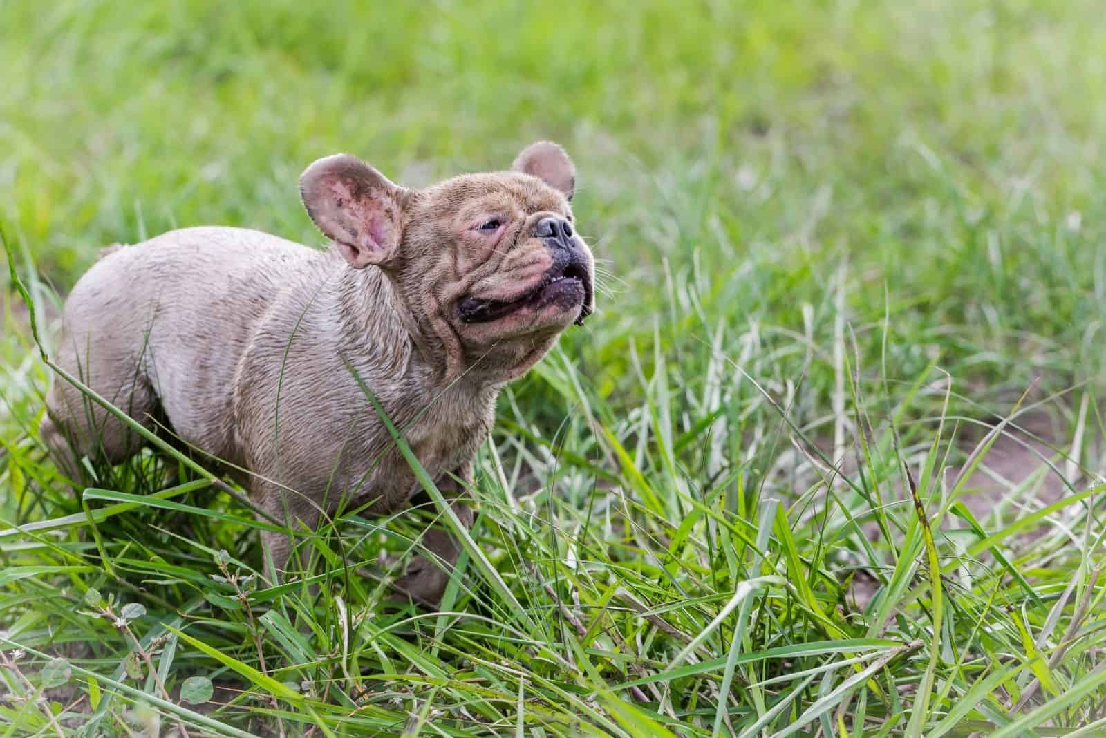 isabella french bulldog running in the field